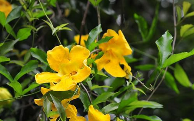  p>猫爪藤属(学名: b>macfadyena /b>&nbsp;a. dc.