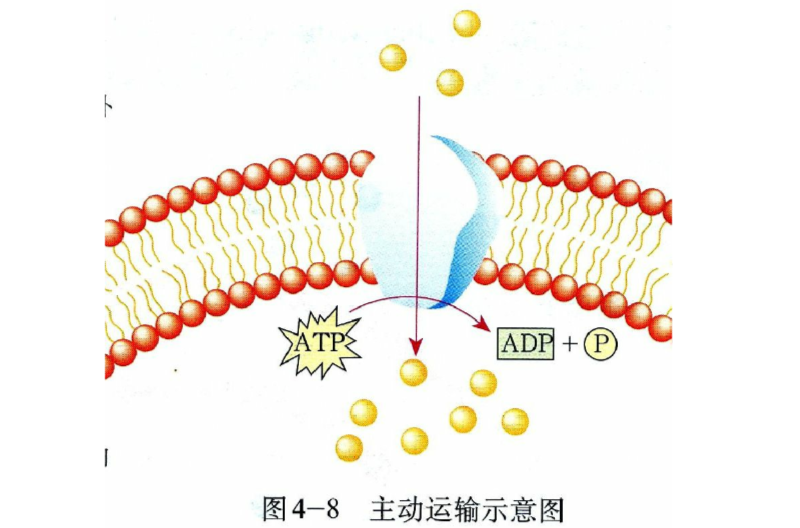  p>主动运输是指物质沿着逆化学浓度梯度差(即物质从低浓度区移向高