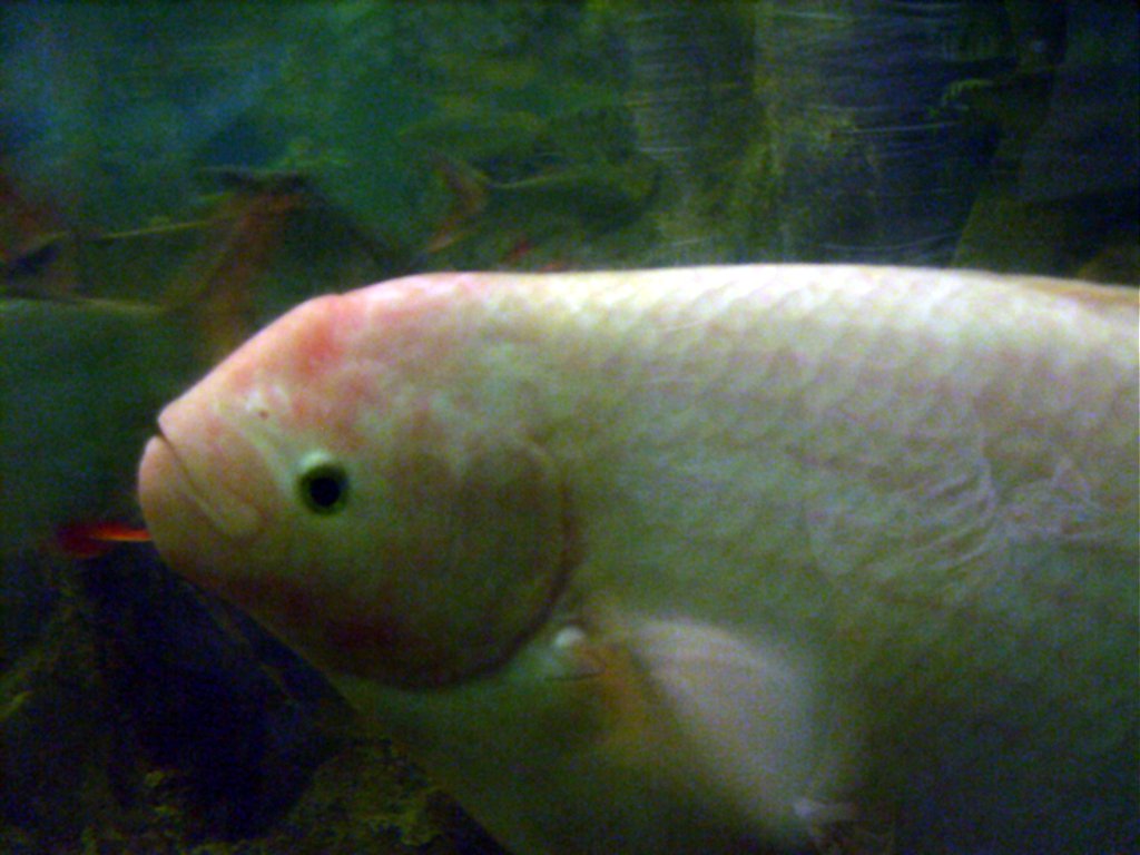  p> a href="#">斗鱼科 /a>,体呈椭圆形且侧扁.