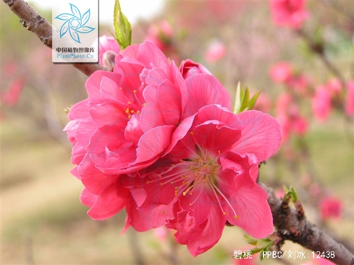  p>碧桃(学名: i>amygdalus persica /i> l. var.  i>persica /i> f.