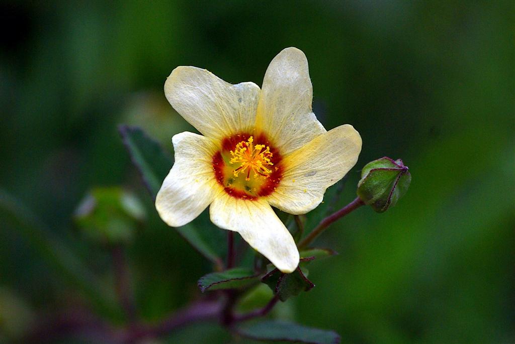  p>瓣鳞花属有80种,分布于 a target="_blank" href="/item/温带