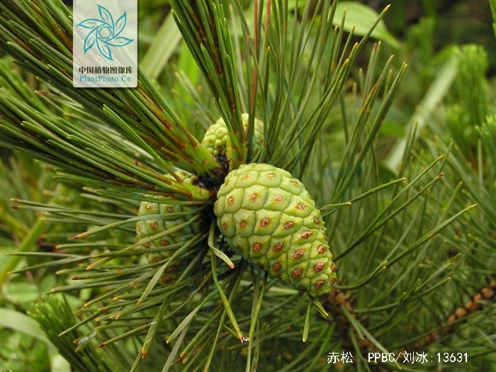  p>赤松( i>pinus densiflora /i> sieb. et zucc.