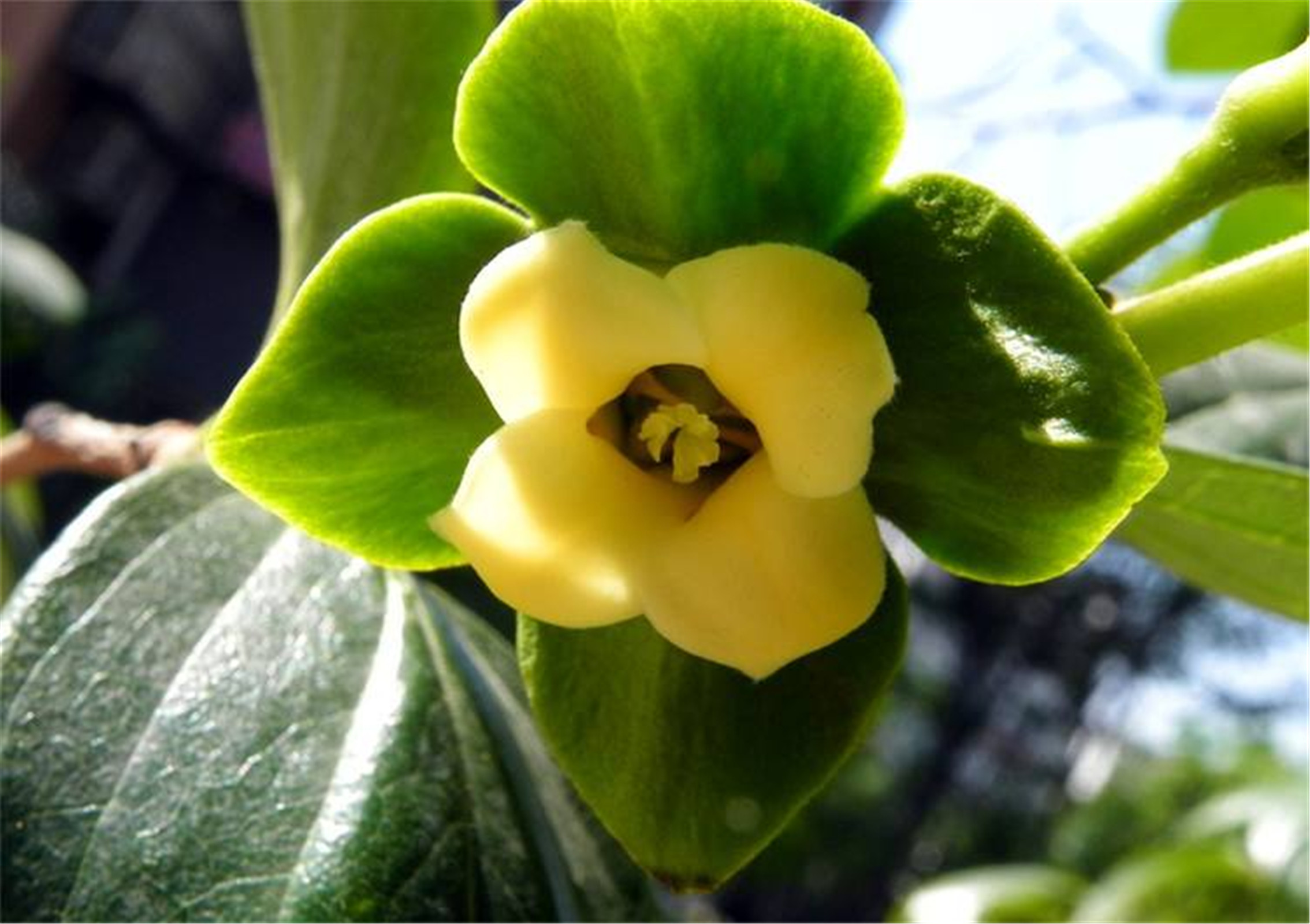 data-id="go0744e1xa">柿是柿树属(学名:diospyros),果实部分俗称柿子