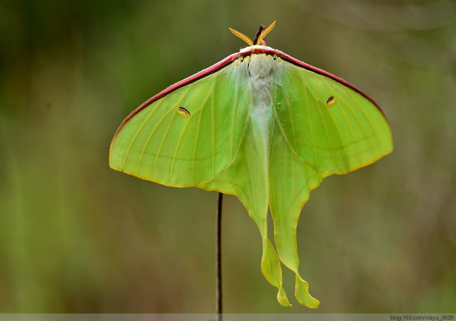  p>绿尾大蚕蛾(学名: i>actias ningpoana /i>)是鳞翅目大蚕蛾科的一