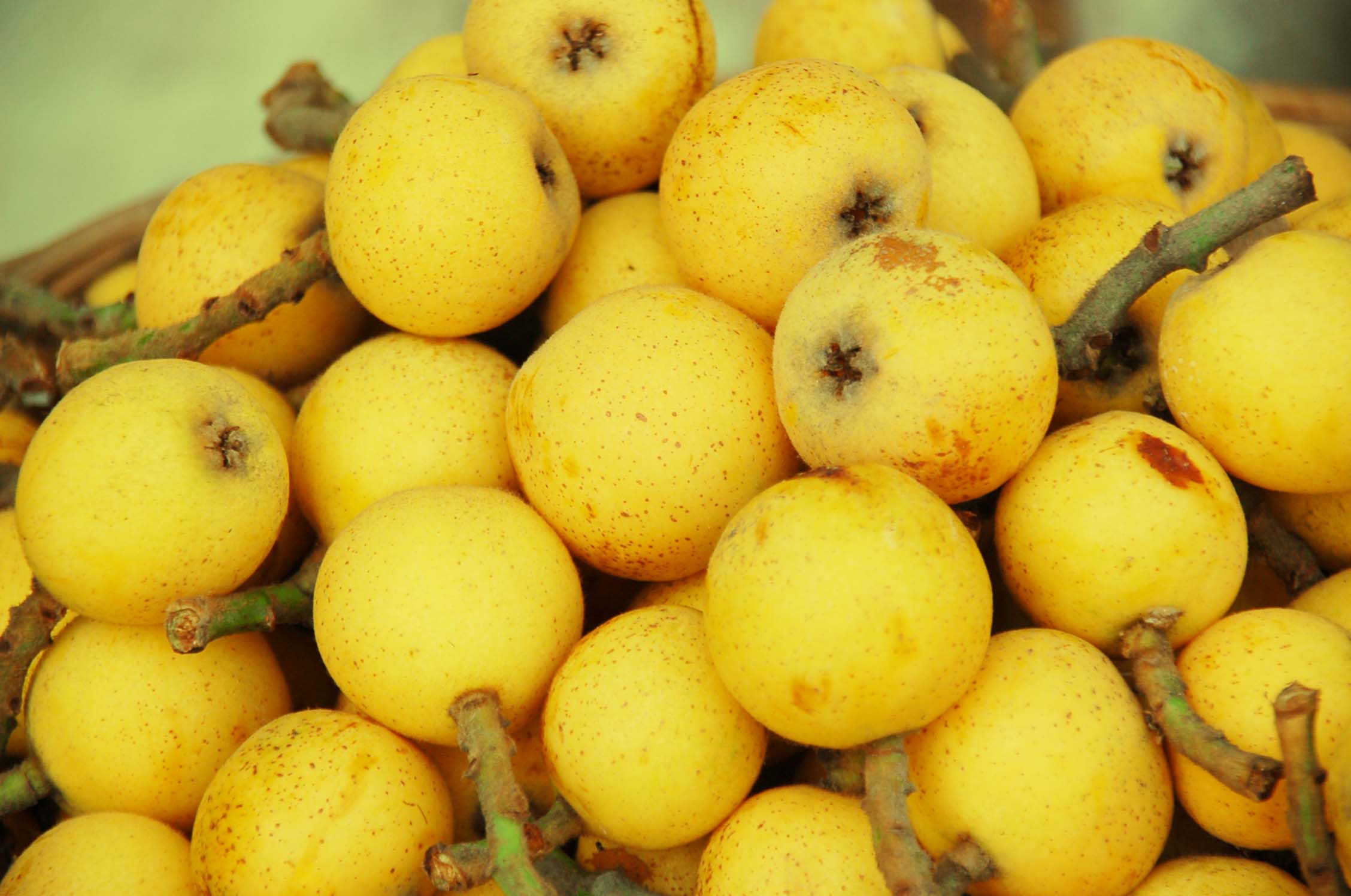  p>软条白砂是浙江余杭的主栽品种,是枇杷的一种.