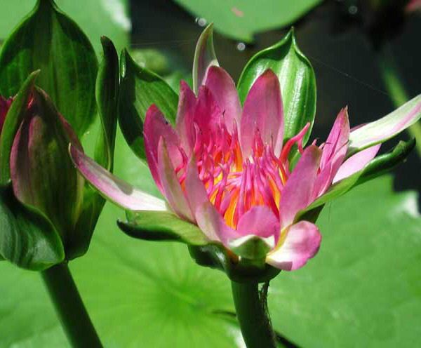  p>佛手莲(学名: i>nymphaea /i> 'nangkwag'):是