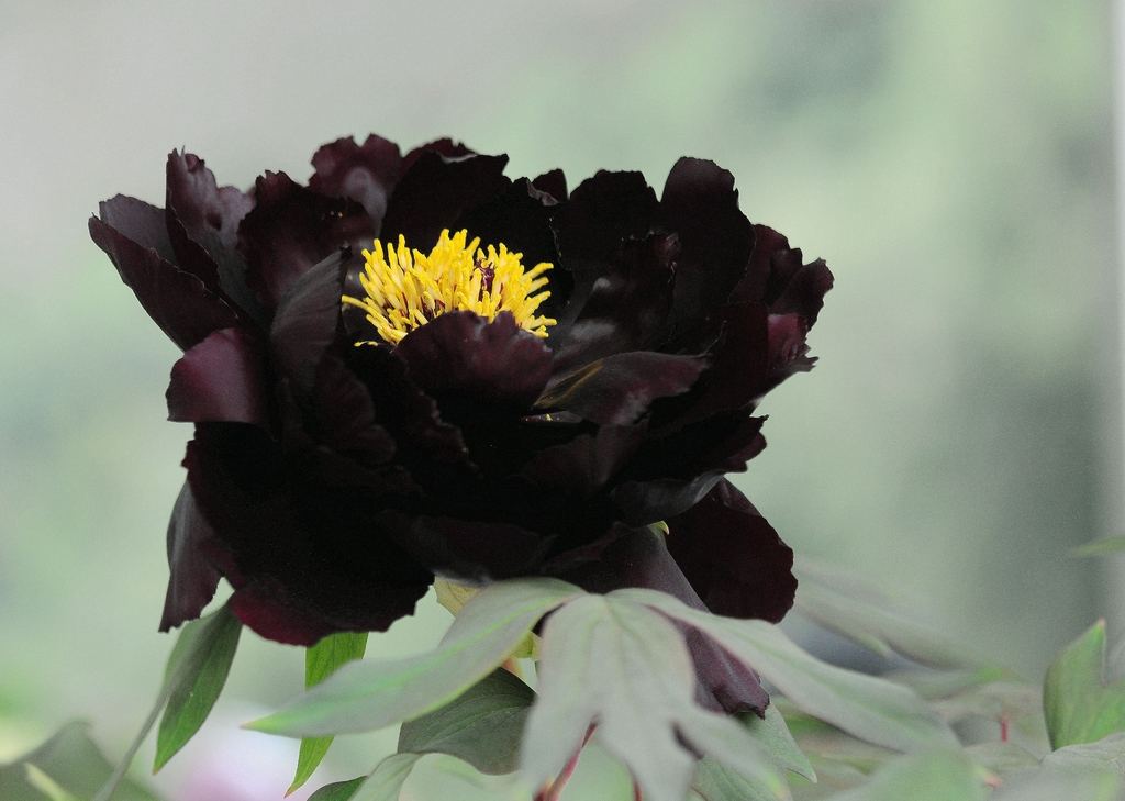  p data-id="gnx40gg8wa">黑牡丹,指近于黑色的牡丹,并非真的黑如墨炭