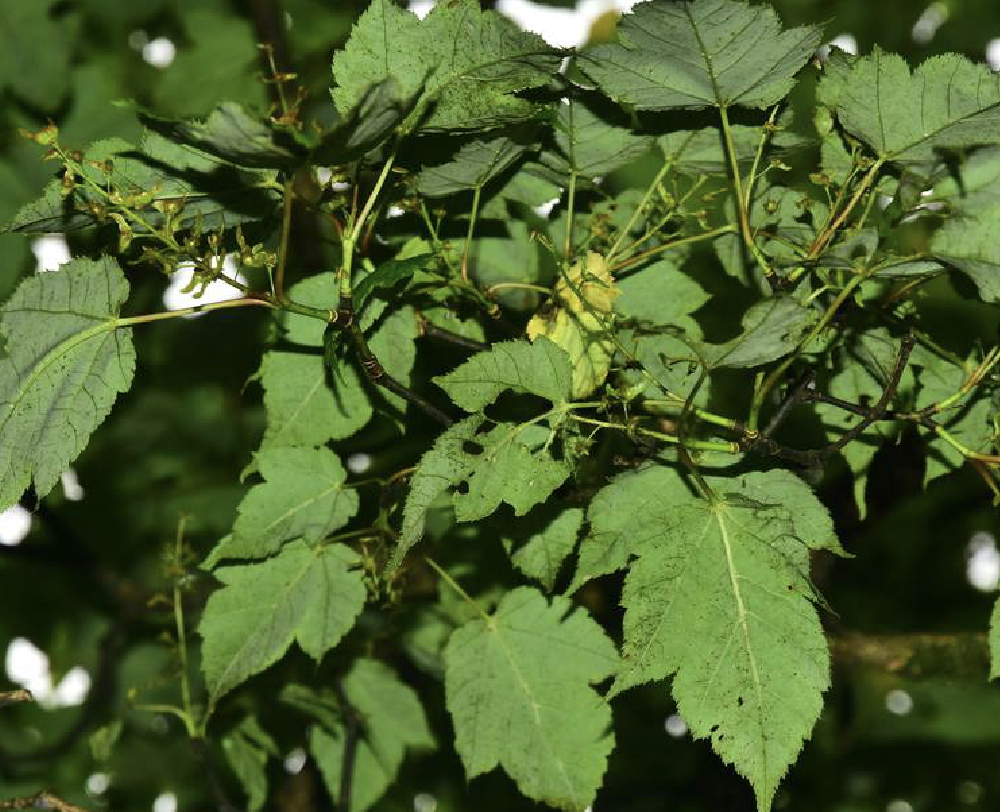  p>五尖槭(学名: i>acer maximowiczii /i> pax.