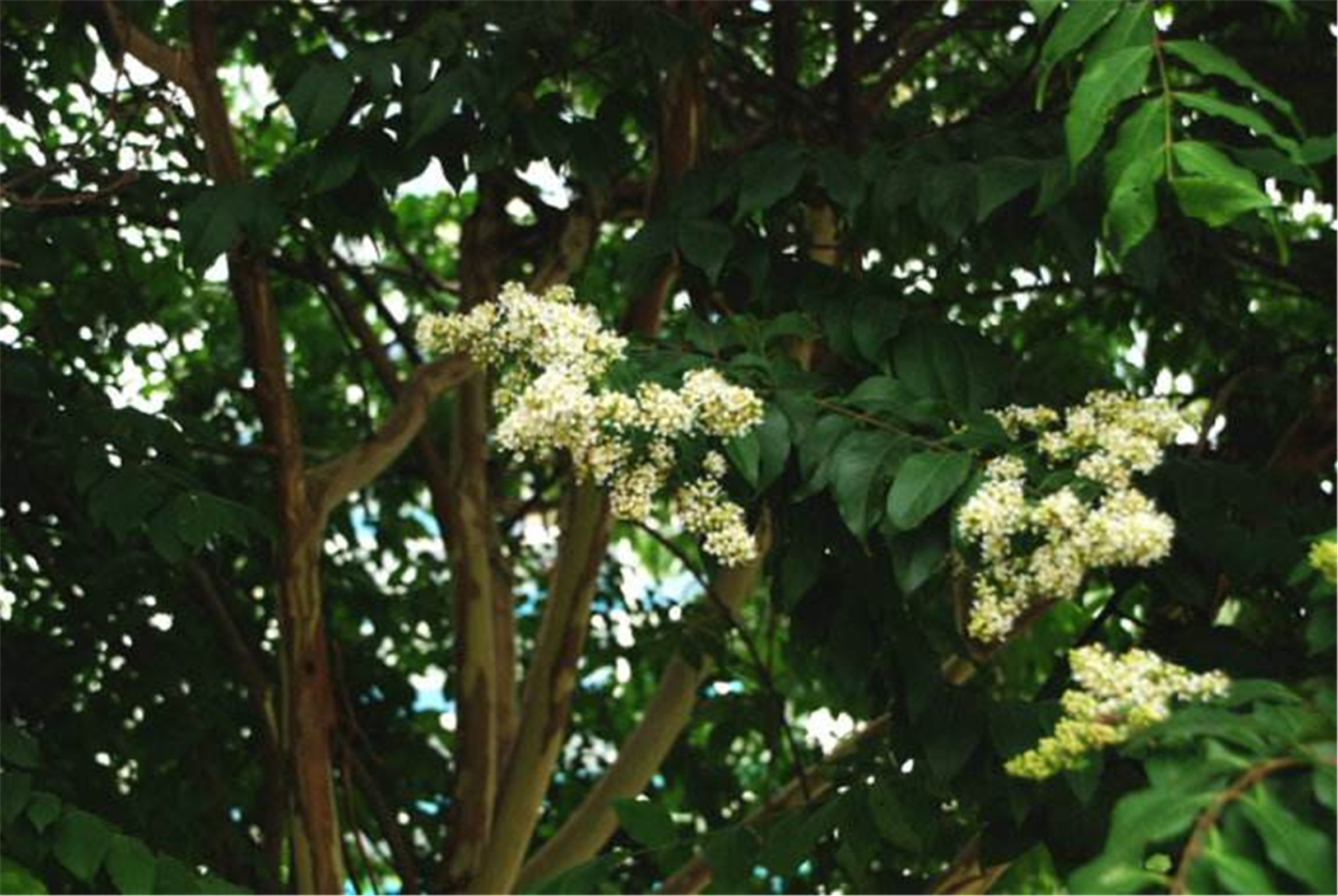  p>尾叶紫薇(  i>lagerstroemia caudata /i> chun et how ex s.