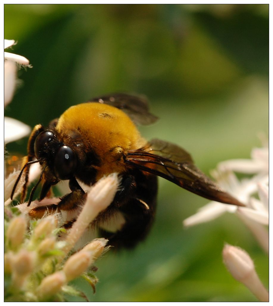  p>中华木蜂, i>xylocopa sinensis /i> smith, 