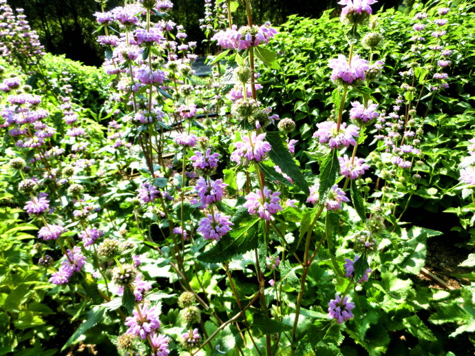  p>串铃草,phlomis mongolica turcz.