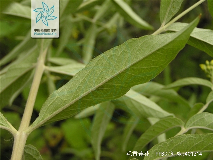  p>毛黄连花(学名:lysimachia vulgaris l)为 a href="#">珍珠菜属 /a