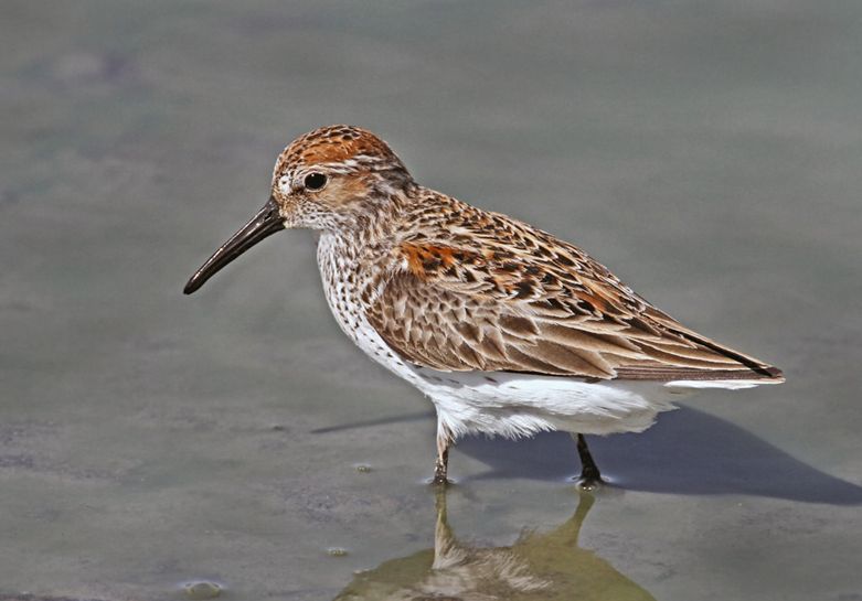 western sandpiper