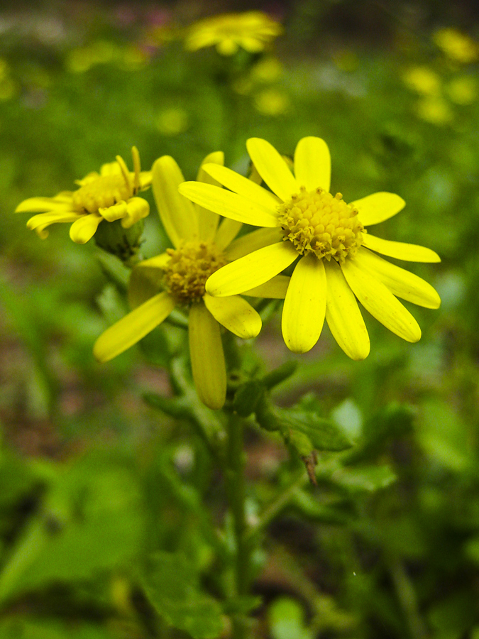  p>茼蒿( i>chrysanthemum coronarium /i> l.