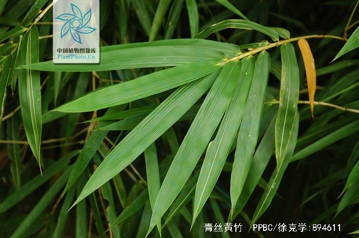  p>青丝黄竹(学名: i>bambusa eutuldoides /i> mcclure var.