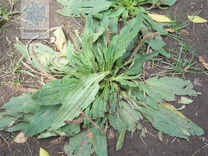  p>北车前,为 a href="#" data-lemmaid="2297624">车前科 /a>, a