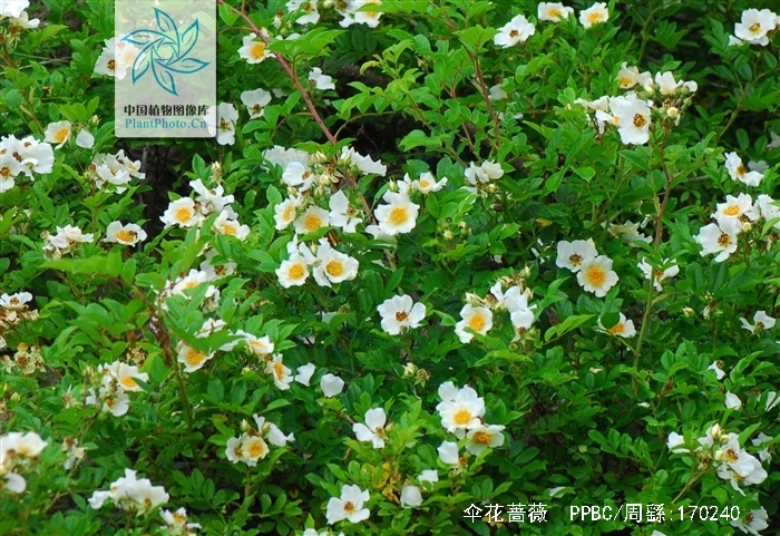  p>伞花蔷薇(学名: i>rosa maximowicziana /i> regel)有刺小 a href=