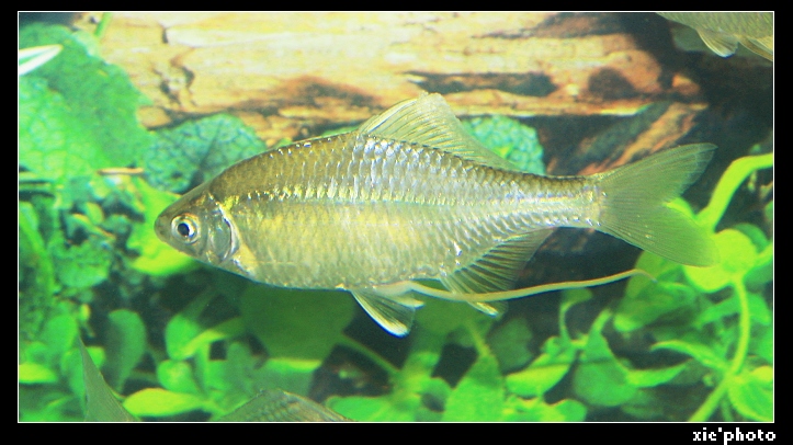  p>鱼类,为鲤形目,鲤科,鱊属.