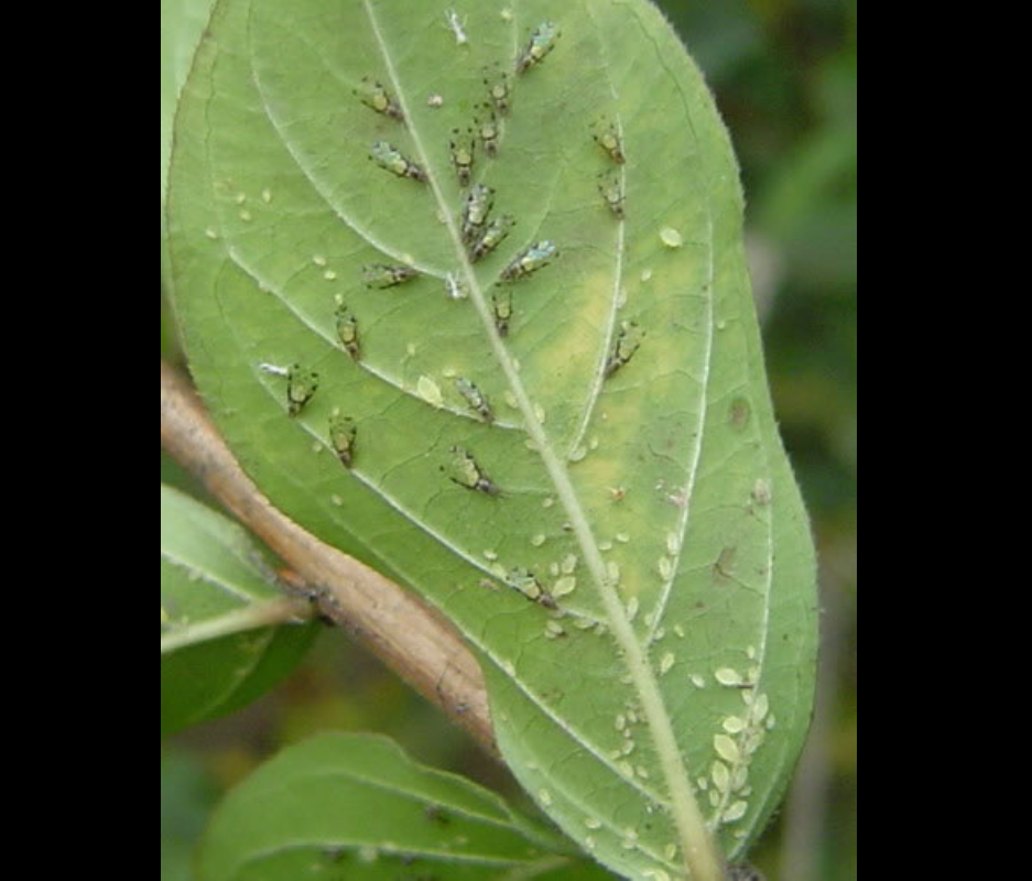  p>禾谷缢管蚜, i>rhopalosiphum padi /i>,为半翅目蚜科缢管蚜属的一