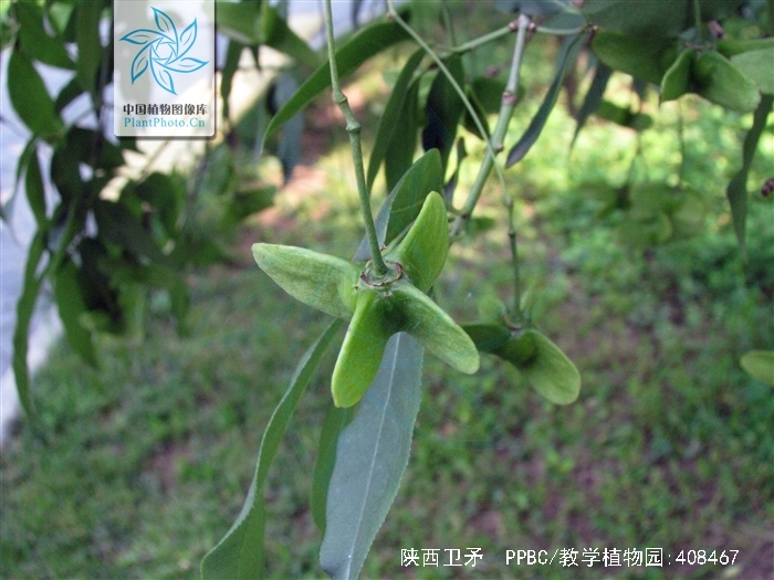 陕西卫矛