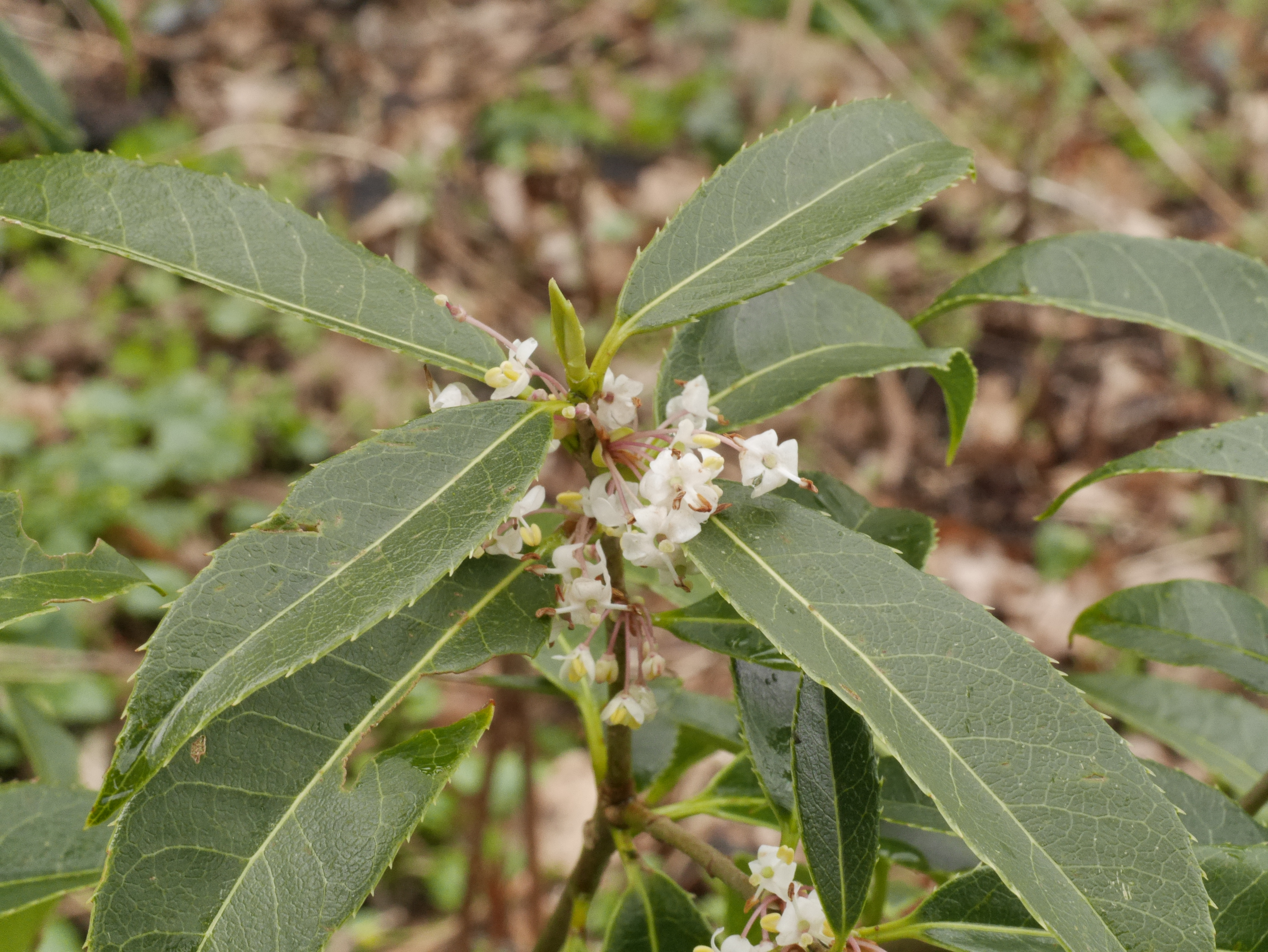 osmanthus serrulatus rehder