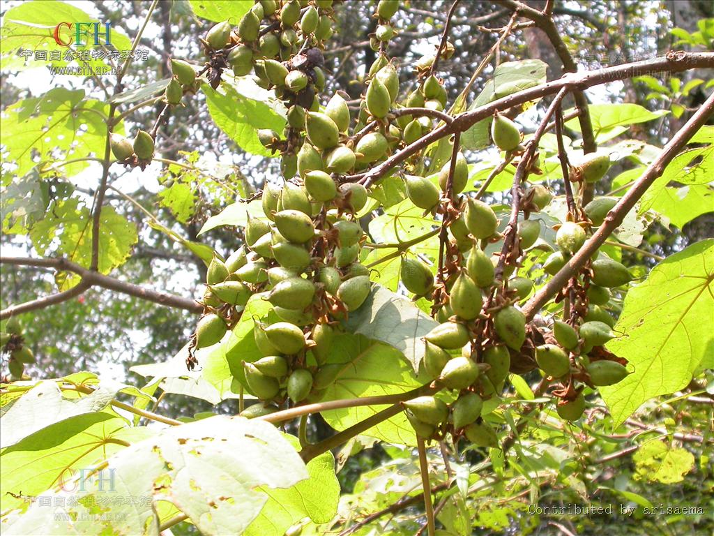 paulowniakawakamii leo.