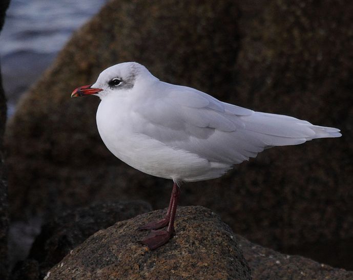 体长36-38厘米,翼展98-105厘米;身体大部分的羽毛为白色,尾尖为黑色