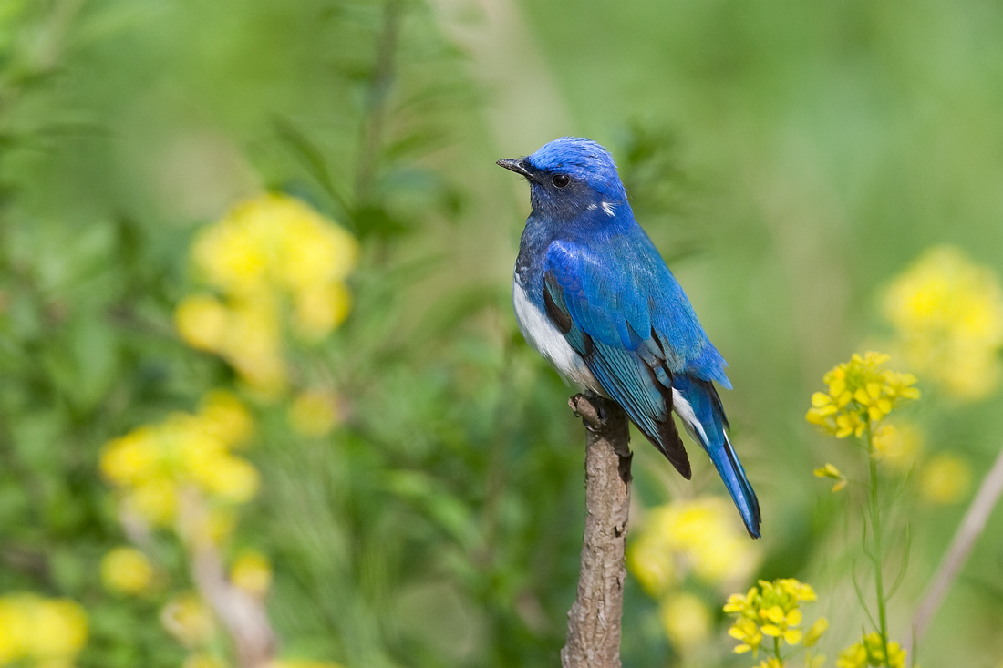  p>亦称扇尾翔食雀(fan-tailed flycatcher).