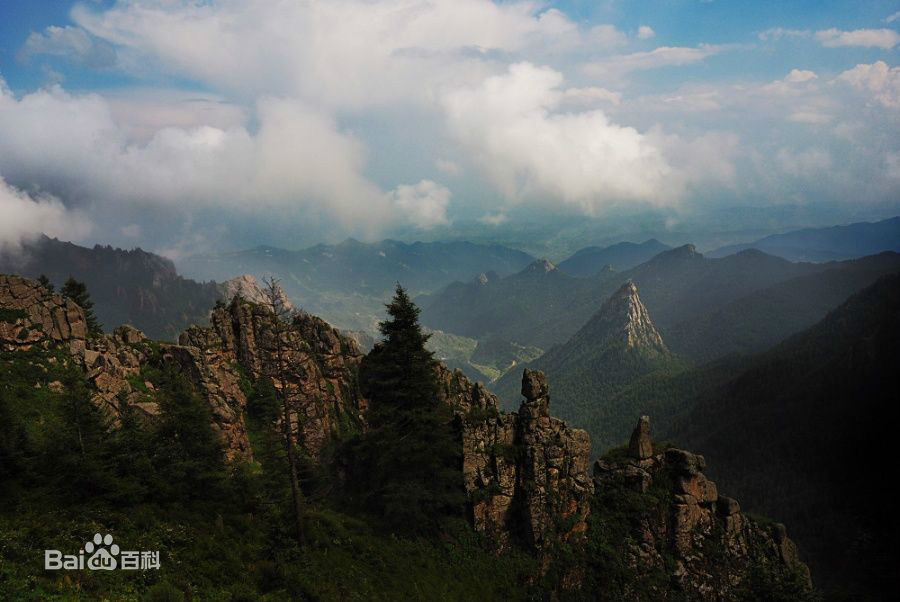 芦芽仙草茶,高海拔野生草本植物,产自山西五寨县国家原始森林芦芽山脉