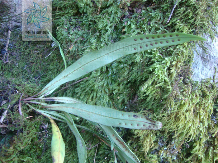  p> b>异叶瓦韦 /b>(学名: b> i>lepisorus heterolepis /i> /b>)为