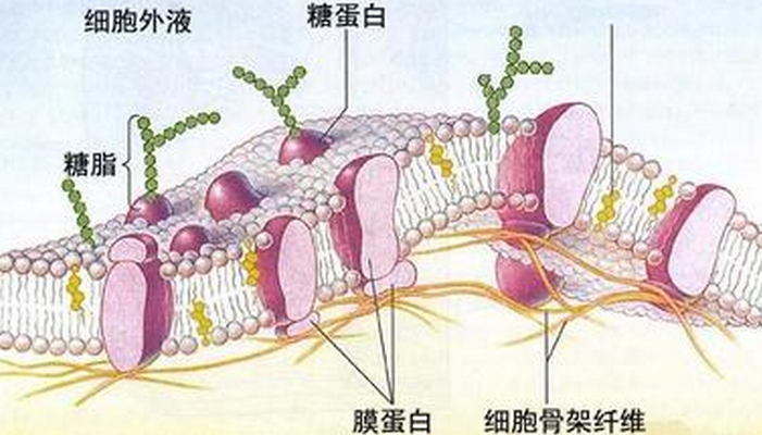 选择性透过膜