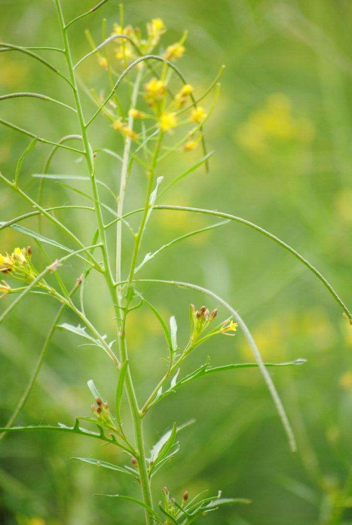  p>米蒿是 a href="#" data-lemmaid="2659935">菊科 /a>, a href="#"