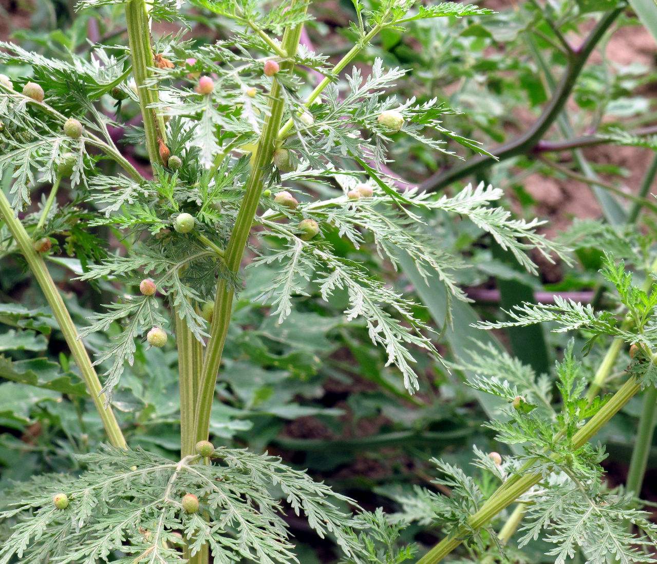 松蒿属, a href="#" data-lemmaid="8596528">玄参科 /a>,7种,分布于