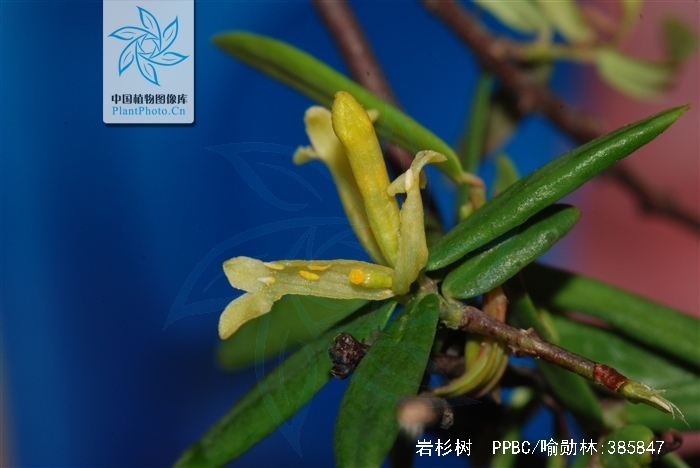  p>岩杉树,拉丁文名:wikstroemia angustifolia hemsl.