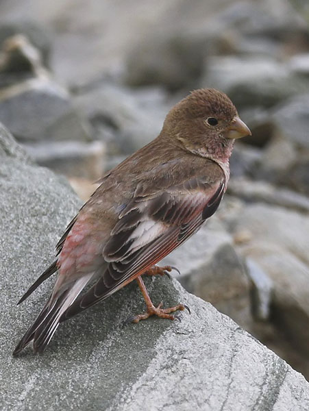  p>蒙古沙雀(学名: i>rhodopechys mongolica /i>):为燕雀科沙雀属的