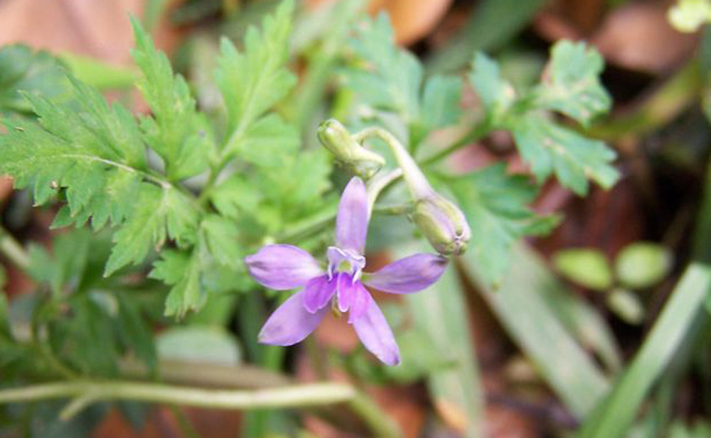 蛇衔草 全网资源