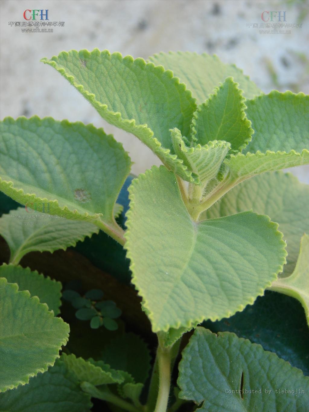 pallidus wall. 及排香草