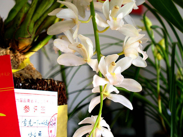  p data-id="gnx0a5numd">虎头素是虎头兰中花色纯净的品种,属稀有