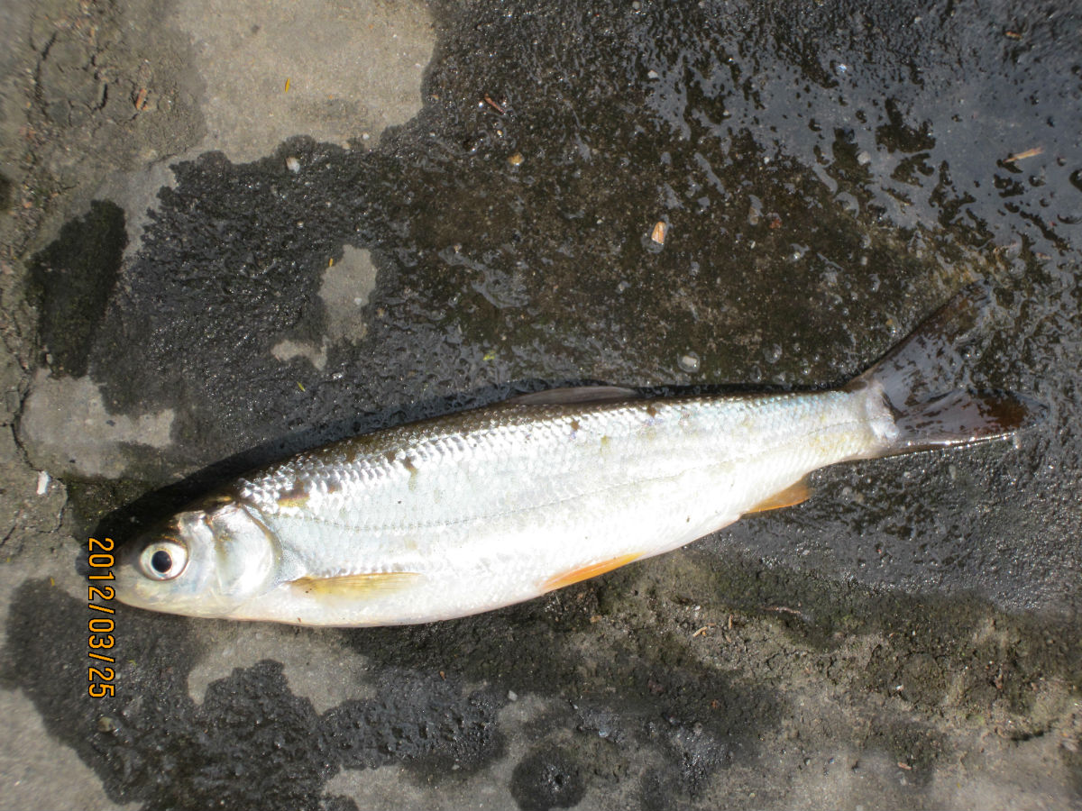鱼体银白色,鳞片细小,背部颜色较深;背鳍和尾鳍淡黄色,成熟雄鱼的腹鳍