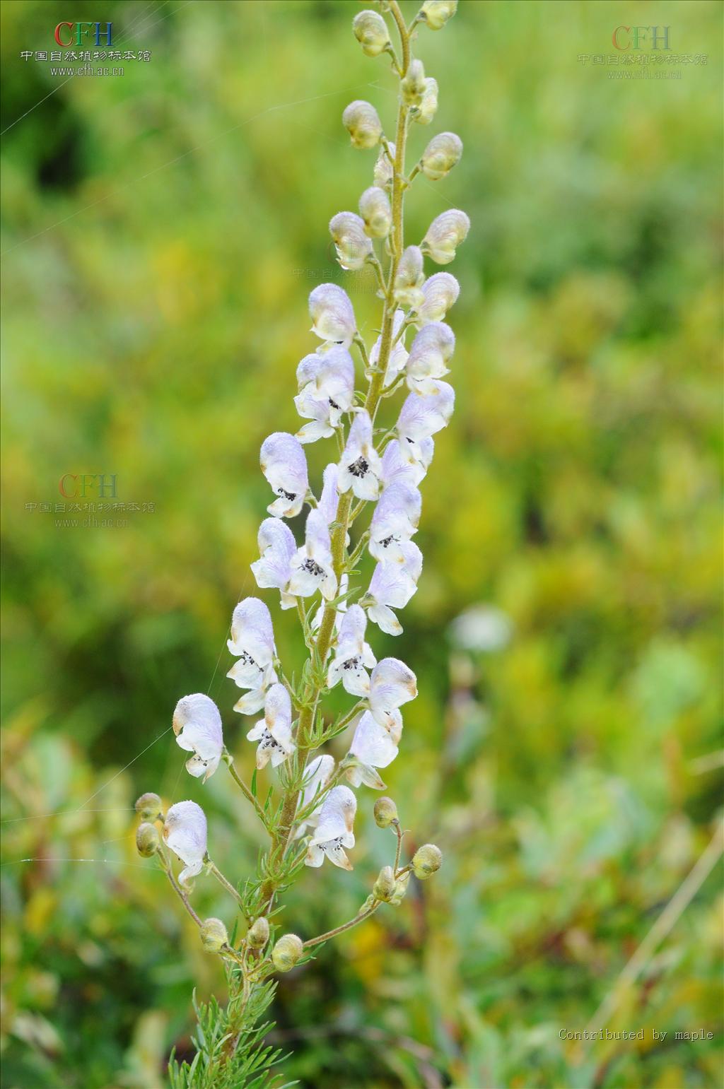aconitum brachypodum diels.