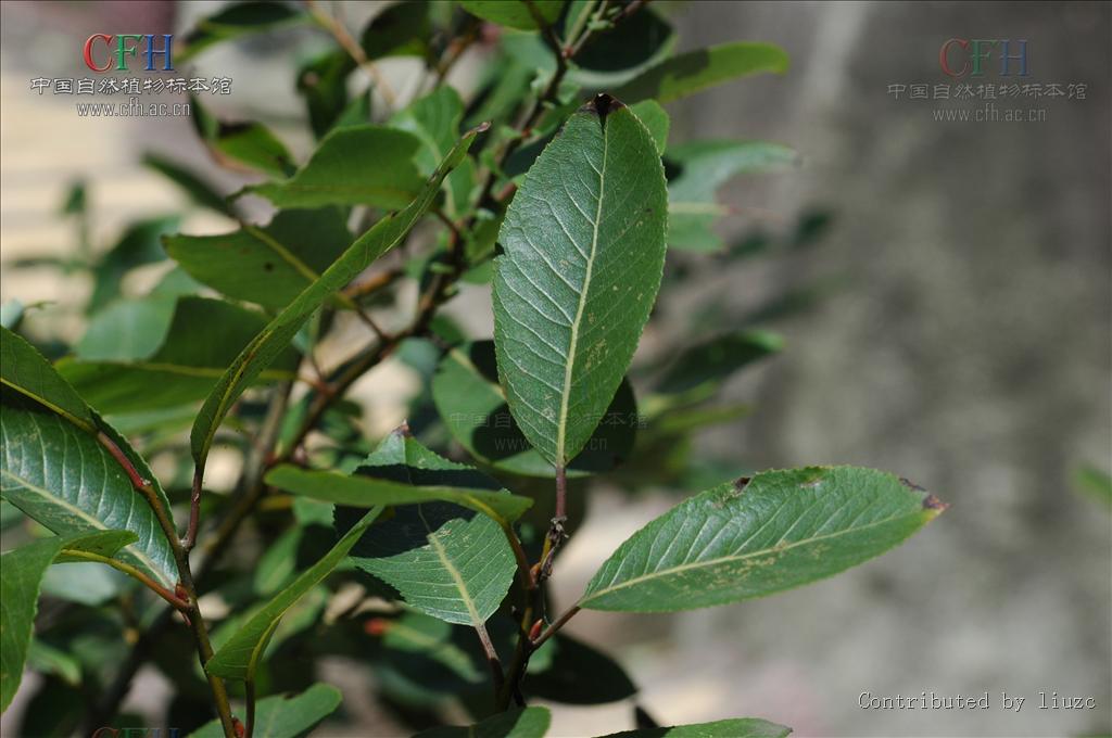  p>腺柳(学名: salix chaenomeloides kimura)小 a href="#" data