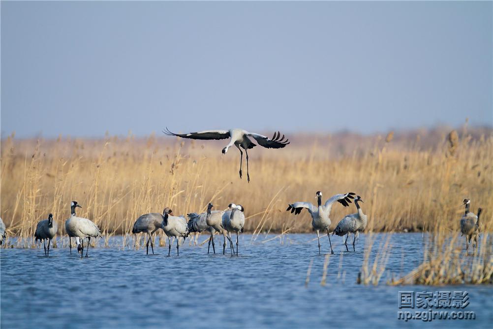  p>东方白鹳(学名: i>ciconia boyciana /i>)属于大型涉禽,是 a href=
