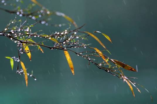 一场秋雨一场寒_百度百科
