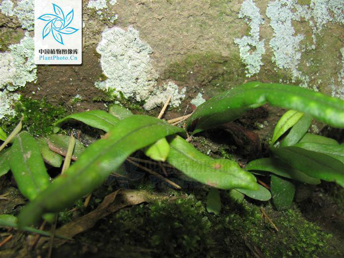 叶簇生;几无柄;叶片似匙状或倒披针形,长3-7厘米