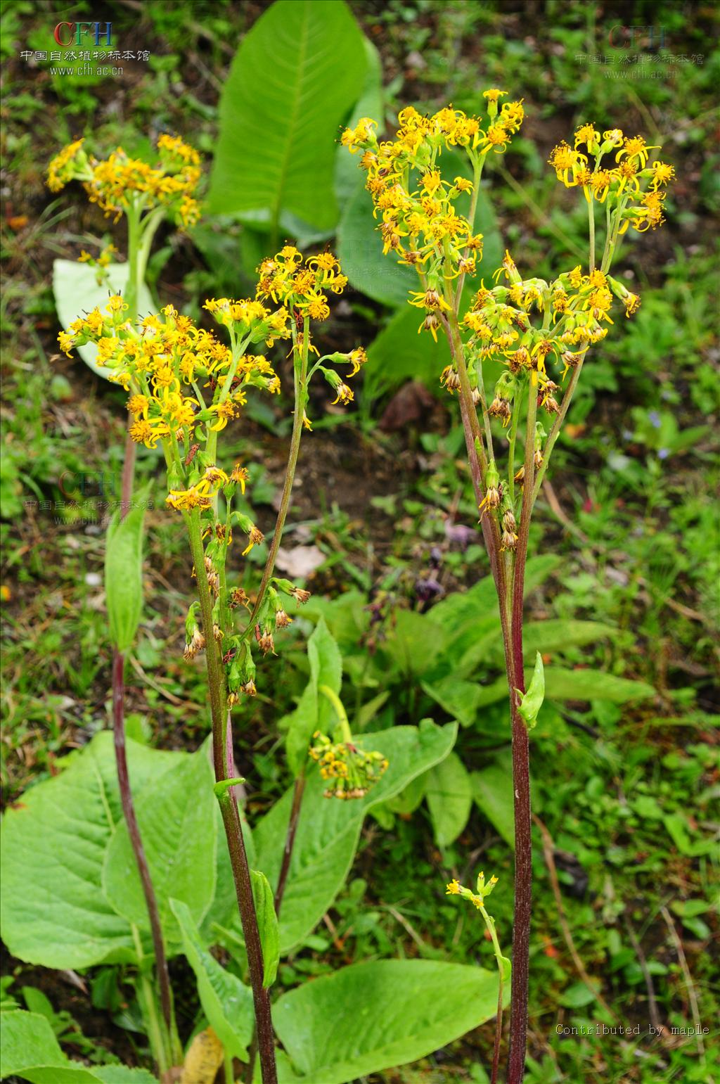  p>橐吾指的是多年生草本.根肉质,细而多.茎直立.