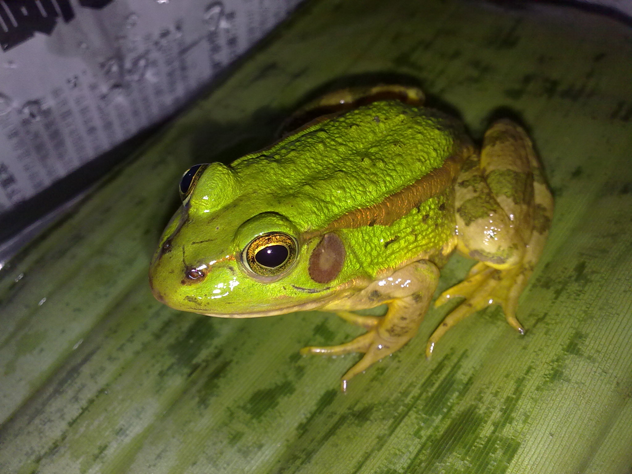  p>金线蛙是指 a href="#" data-lemmaid="8595889">金线侧褶蛙 /a>种