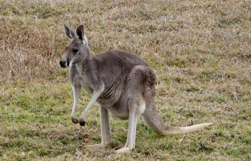 西部灰袋鼠