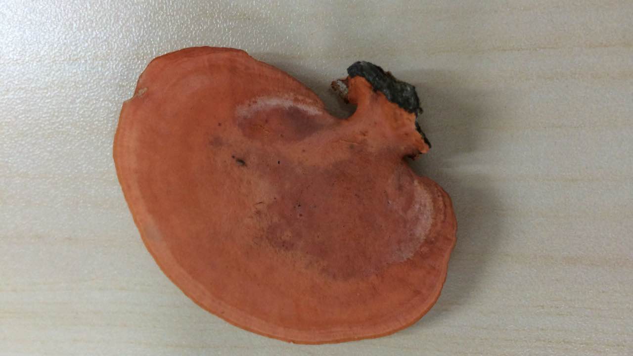 trametes palisoti (fr.) imaz.