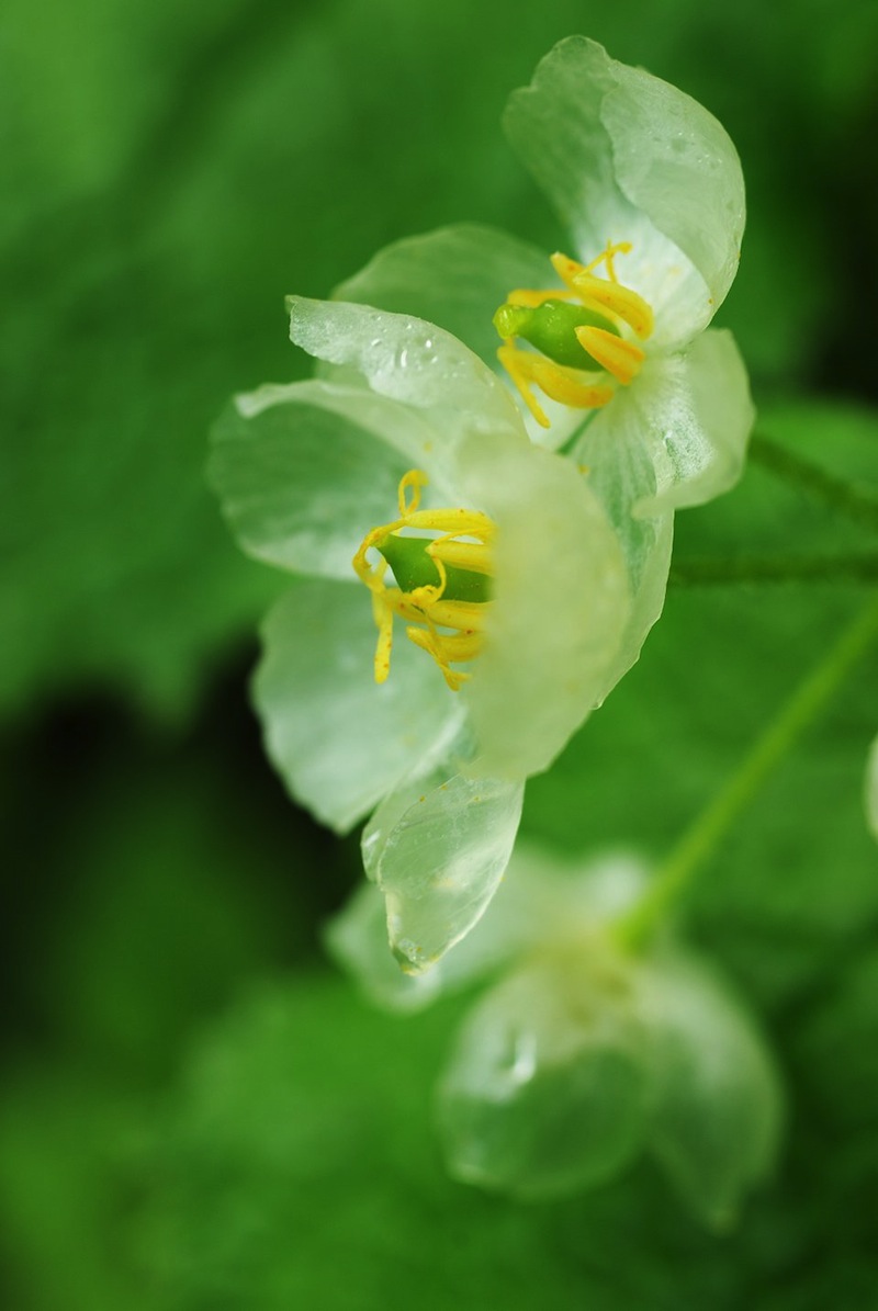 skeleton flower
