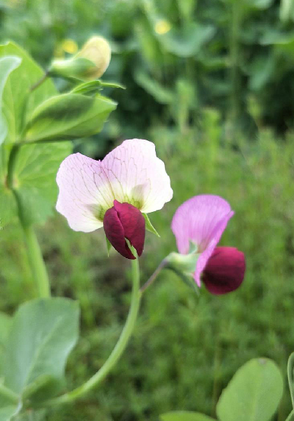 豌豆 豆科豌豆属植物 百度百科